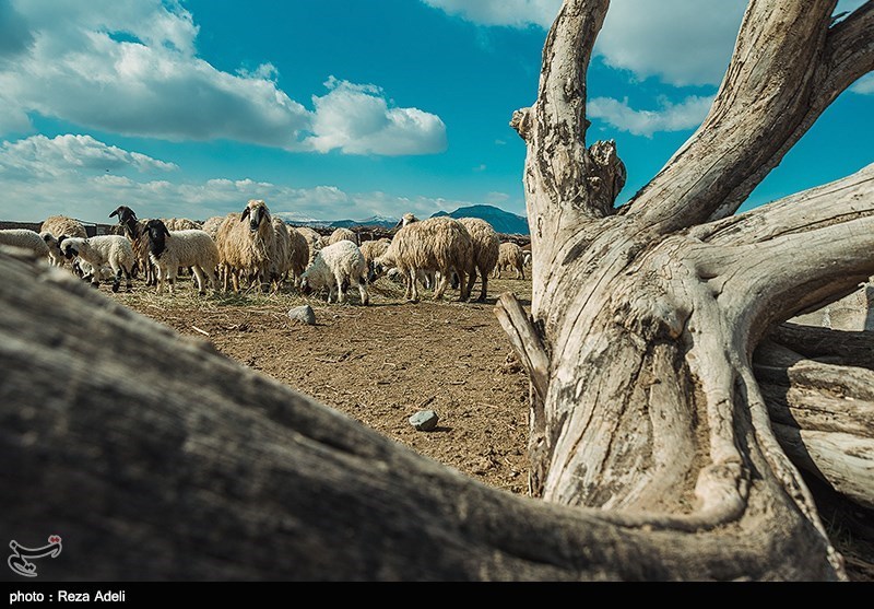 تداوم تولید گوشت و شیر در روستا و عشایر، در معرض یک پرسش جدی