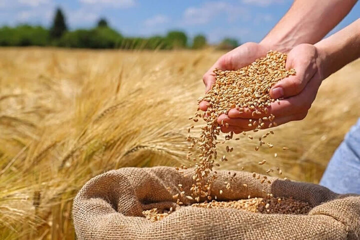 روایتی از روزهای برداشت گندم در کردستان؛ وقتی مزرعه به سیلو می‌رسد