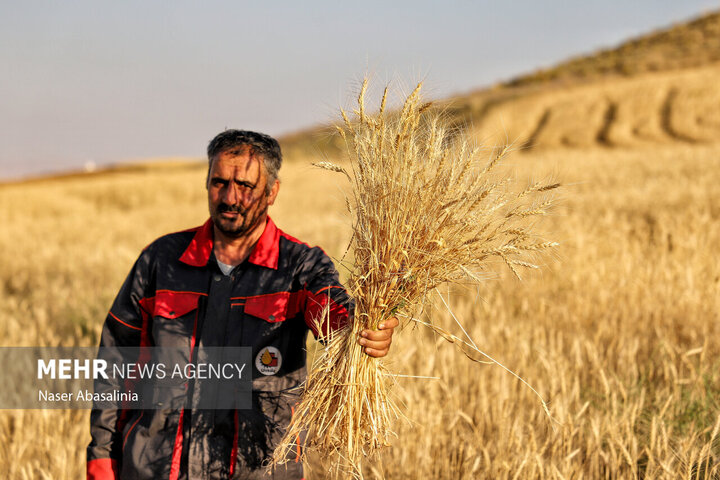 روایتی از روزهای برداشت گندم در کردستان؛ وقتی مزرعه به سیلو می‌رسد