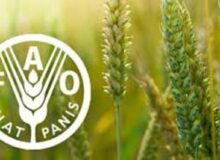 شاخص قیمت جهانی مواد غذایی در مسیر صعود؛ شکر پیشتاز گرانی