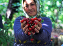 صادرات جهانی گیلاس به ۵.۸۵میلیارد دلار رسید؛ ایران در جایگاه ۳۲ صادراتی