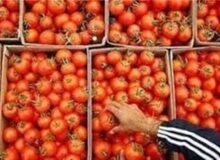 صادرات گوجه تا پایان سال ممنوع شد