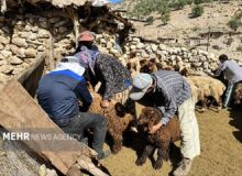 طرح واکسیناسیون رایگان تب برفکی در مازندران کلید خورد