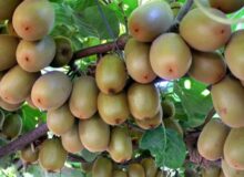 ممنوعیت صادرات کیوی زود تر ازموقع برداشته شد