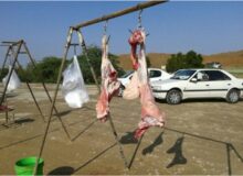 پلمب ۱۱ واحد کشتار و عرضه غیرمجاز دام و طیور در صحنه