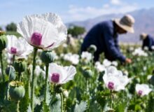 کشت شقایق الیفرا؛ ظرفیتی برای ارزآوری و اشتغال ۴ هزار نفر