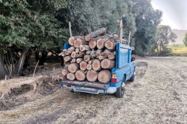کشف ۳ تن چوب قاچاق در جنگل‌های نوشهر