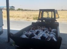 ۳۳۹ کیلوگرم گوشت قرمز فاقد هویت در بهار معدوم شد