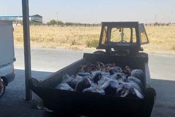 ۳۳۹ کیلوگرم گوشت قرمز فاقد هویت در بهار معدوم شد