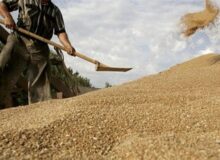 سال زراعی با نرخ نامعلوم و مطالبات معوق؛ کشاورز با چه پولی بکارد؟