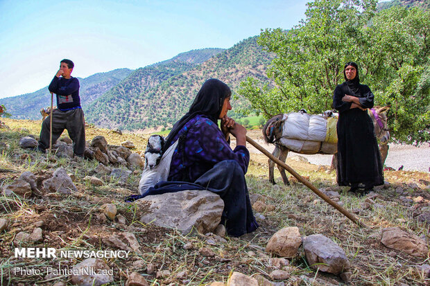 مدیر امور عشایری کرمانشاه: کوچ پاییزه عشایر آغاز شد
